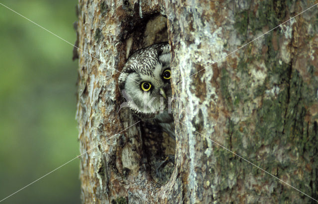 Boreal Owl (Aegolius funereus)