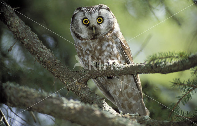 Boreal Owl (Aegolius funereus)