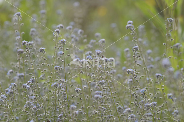 Early Forget-me-not (Myosotis ramosissima)