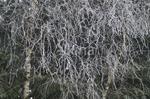 Ruwe berk (Betula pendula)