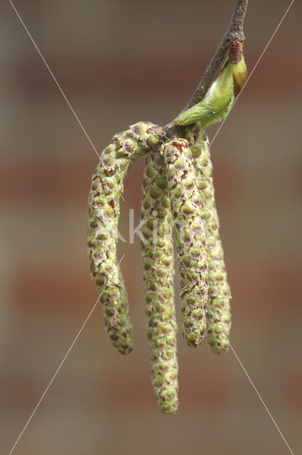 Ruwe berk (Betula pendula)