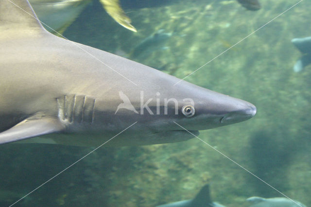 Tope shark (Galeorhinus galeus)