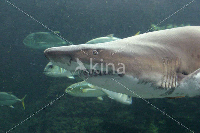 Tope shark (Galeorhinus galeus)