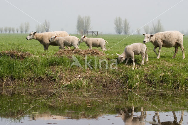sheep (Ovis spec.)