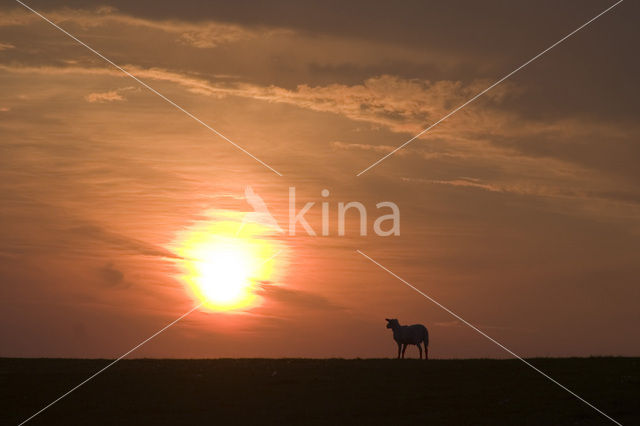 Schaap (Ovis spec.)