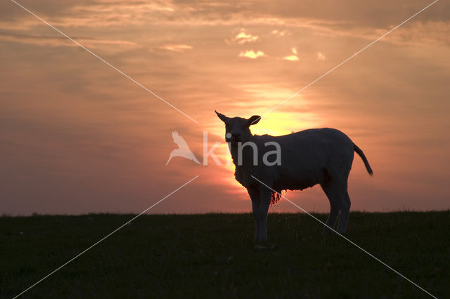 Schaap (Ovis spec.)