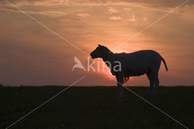 Schaap (Ovis spec.)