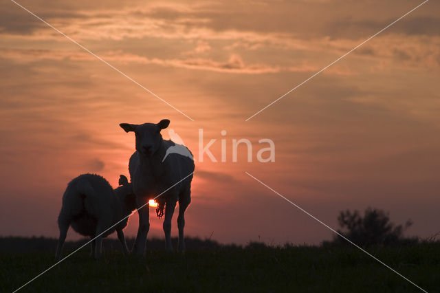 Schaap (Ovis spec.)