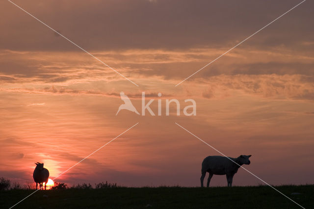 Schaap (Ovis spec.)