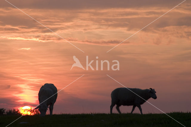 Schaap (Ovis spec.)