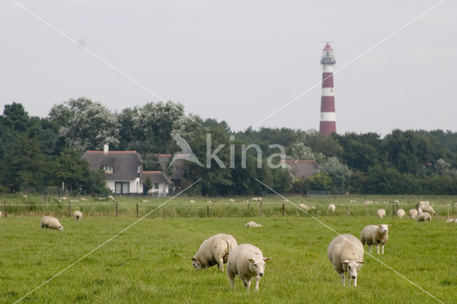 sheep (Ovis spec.)