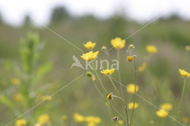 Scherpe boterbloem (Ranunculus acris)