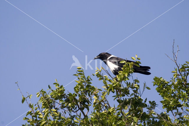 Schildkraai (Corvus albus)