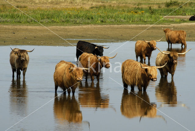 Highland Cow (Bos domesticus)