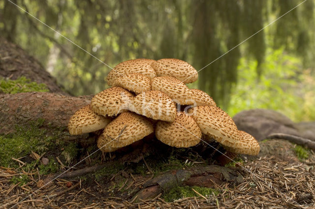 Schubbige bundelzwam (Pholiota squarrosa)