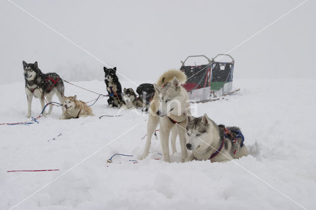 Siberische husky