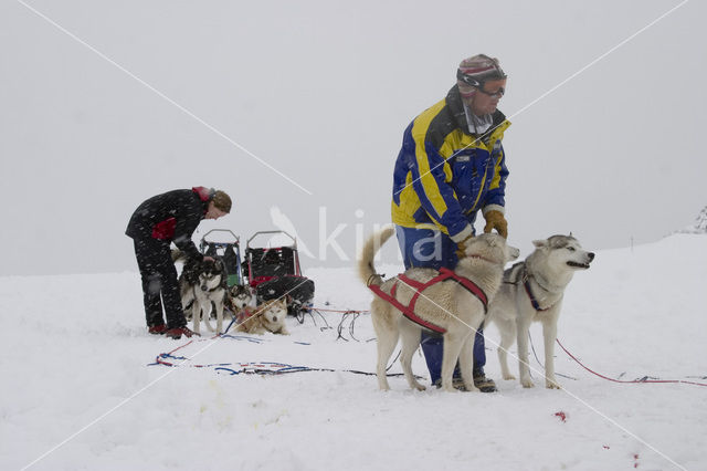 Siberische husky