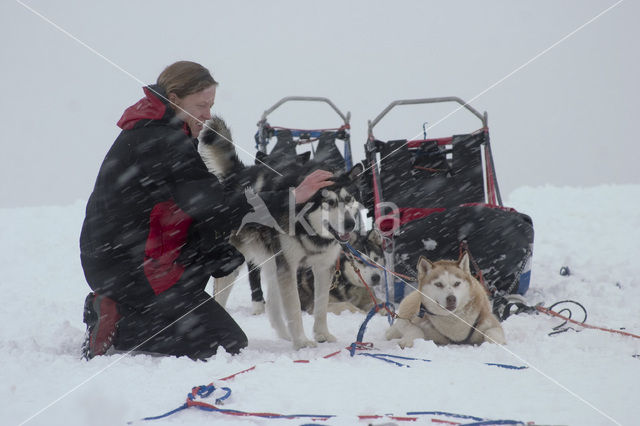 Siberische husky