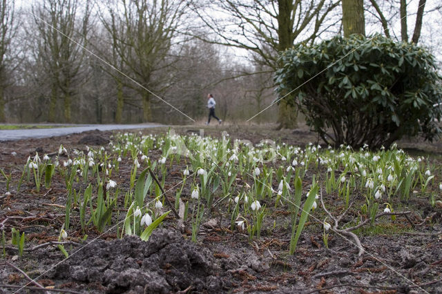 Snowdrop (Galanthus spec.)