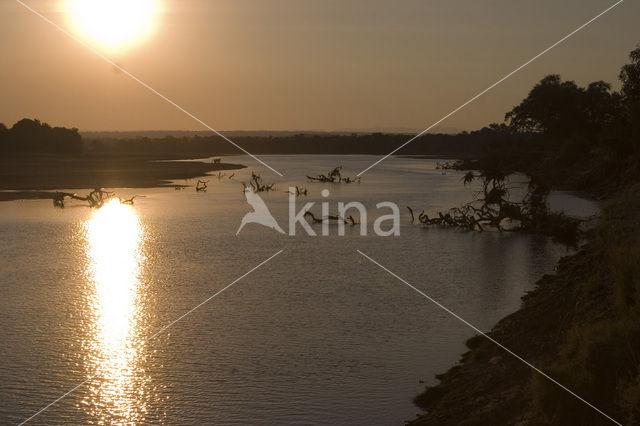 South Luangwa National Park