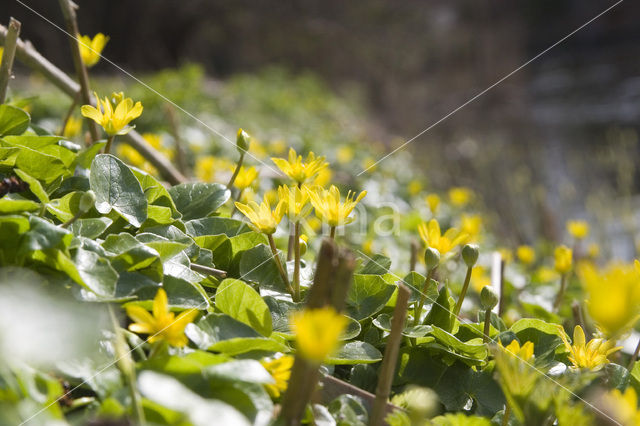 Lesser Celandine (Ranunculus ficaria)