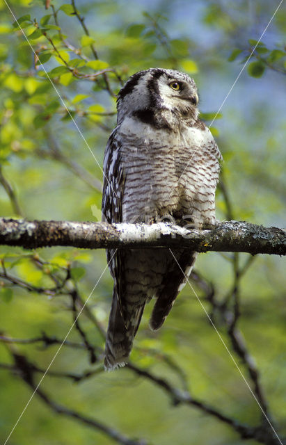 Northern Hawk Owl (Surnia ulula)