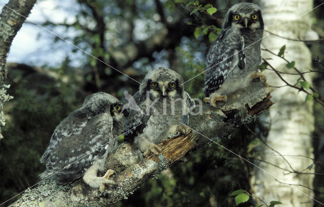 Northern Hawk Owl (Surnia ulula)