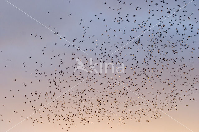 Spreeuw (Sturnus vulgaris)