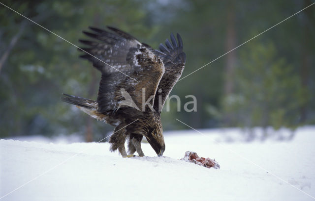 Golden Eagle (Aquila chrysaetos)