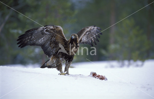 Steenarend (Aquila chrysaetos)