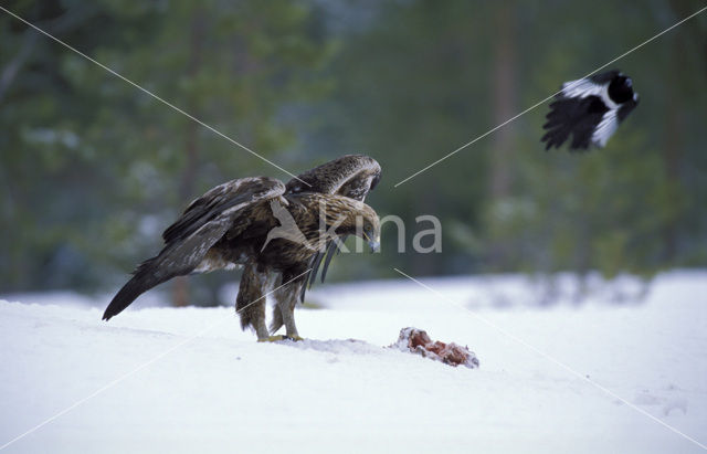 Steenarend (Aquila chrysaetos)