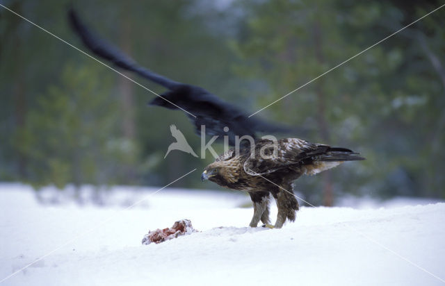 Steenarend (Aquila chrysaetos)