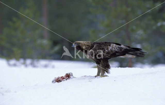 Steenarend (Aquila chrysaetos)