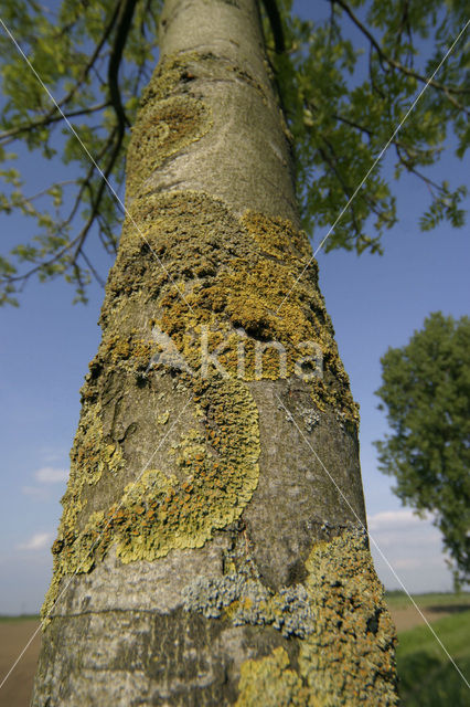 Common orange lichen (Xanthoria parietina)