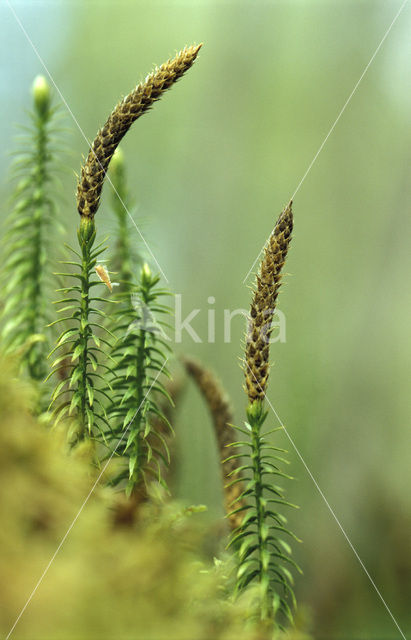 Interrupted Clubmoss (Lycopodium annotinum)