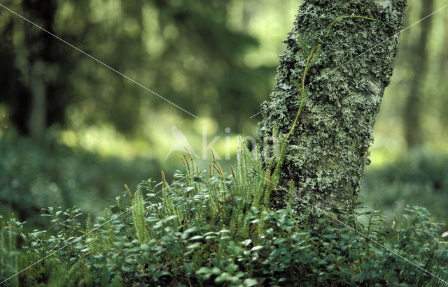 Interrupted Clubmoss (Lycopodium annotinum)