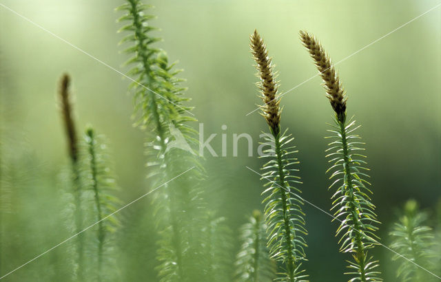 Interrupted Clubmoss (Lycopodium annotinum)