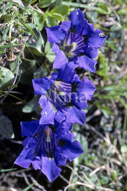 Stemless gentian (Gentiana acaulis)