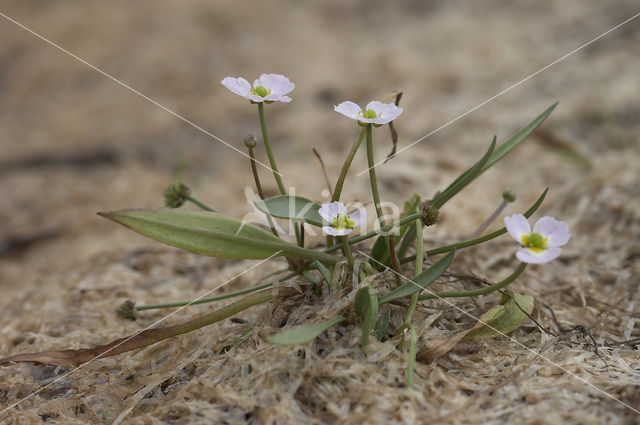 Lesser Waterplantain (Echinodorus ranunculoides)