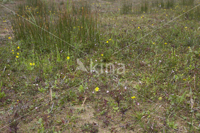 Lesser Waterplantain (Echinodorus ranunculoides)