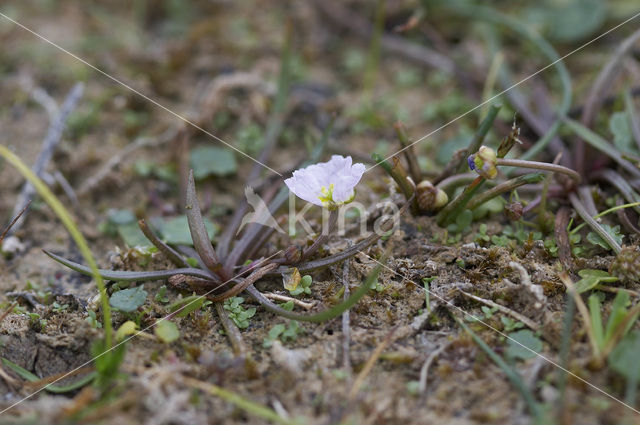 Lesser Waterplantain (Echinodorus ranunculoides)