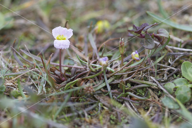 Stijve moerasweegbree (Echinodorus ranunculoides)