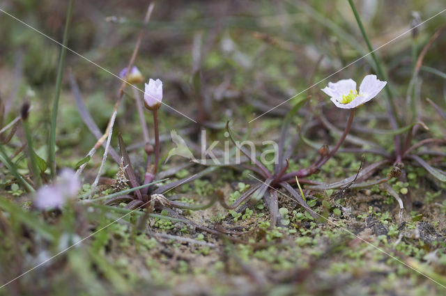 Stijve moerasweegbree (Echinodorus ranunculoides)