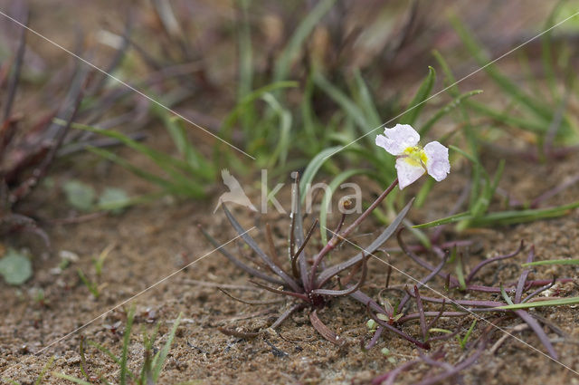 Lesser Waterplantain (Echinodorus ranunculoides)