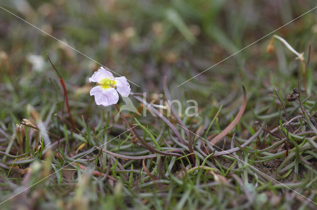 Lesser Waterplantain (Echinodorus ranunculoides)