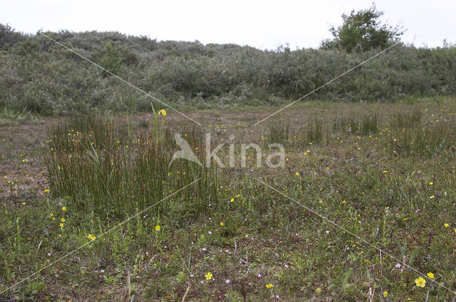 Lesser Waterplantain (Echinodorus ranunculoides)