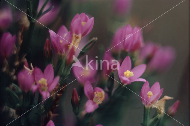 Strandduizendguldenkruid (Centaurium littorale)