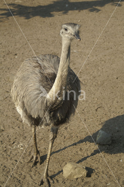 ostrich (Struthio spp)