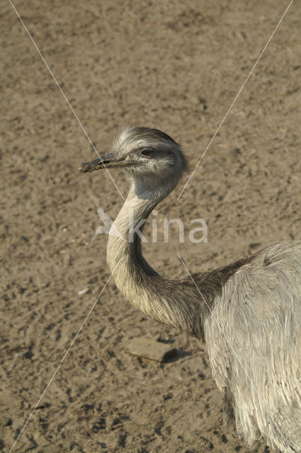 ostrich (Struthio spp)