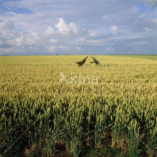 Bread Wheat (Triticum aestivum)